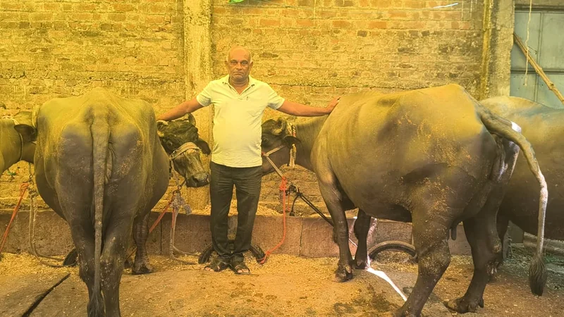 मुख्यमंत्री डेयरी प्लस योजना से व्यवसाय को मिला सहयोग, पशुपालन से किशोर पटेल की आय में हुआ इजाफा